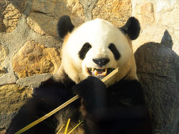 Коя панда е най на сърце на китайците